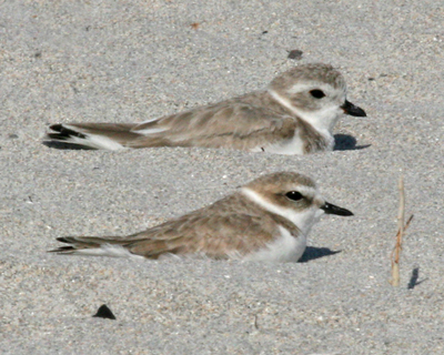 Snowy Plover - with Piping Plover
